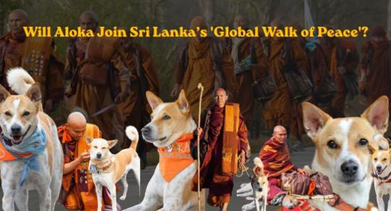 Will Aloka Join Sri Lanka’s Global Walk of Peace?